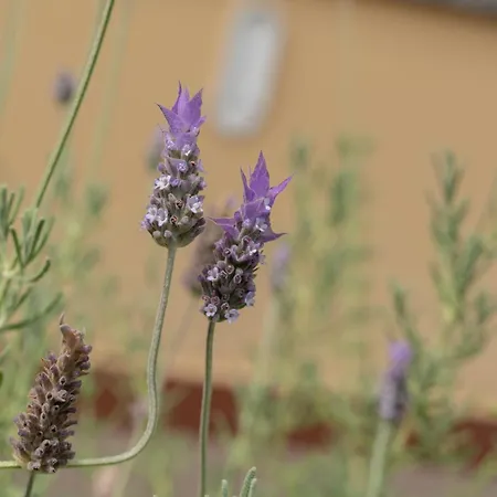 La Melissa Apartament *